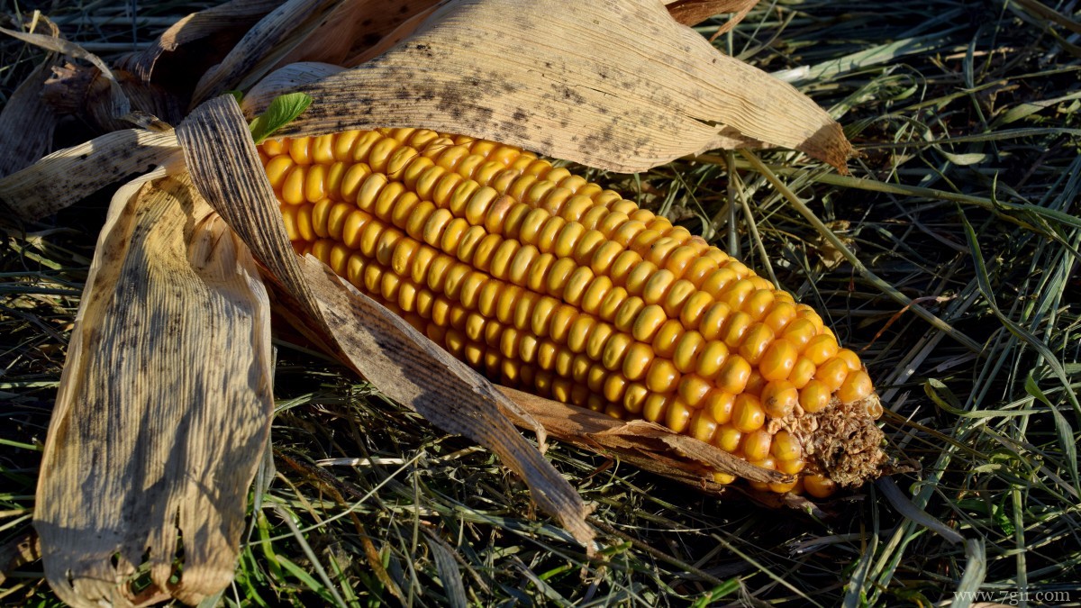 高清玉米图片大全