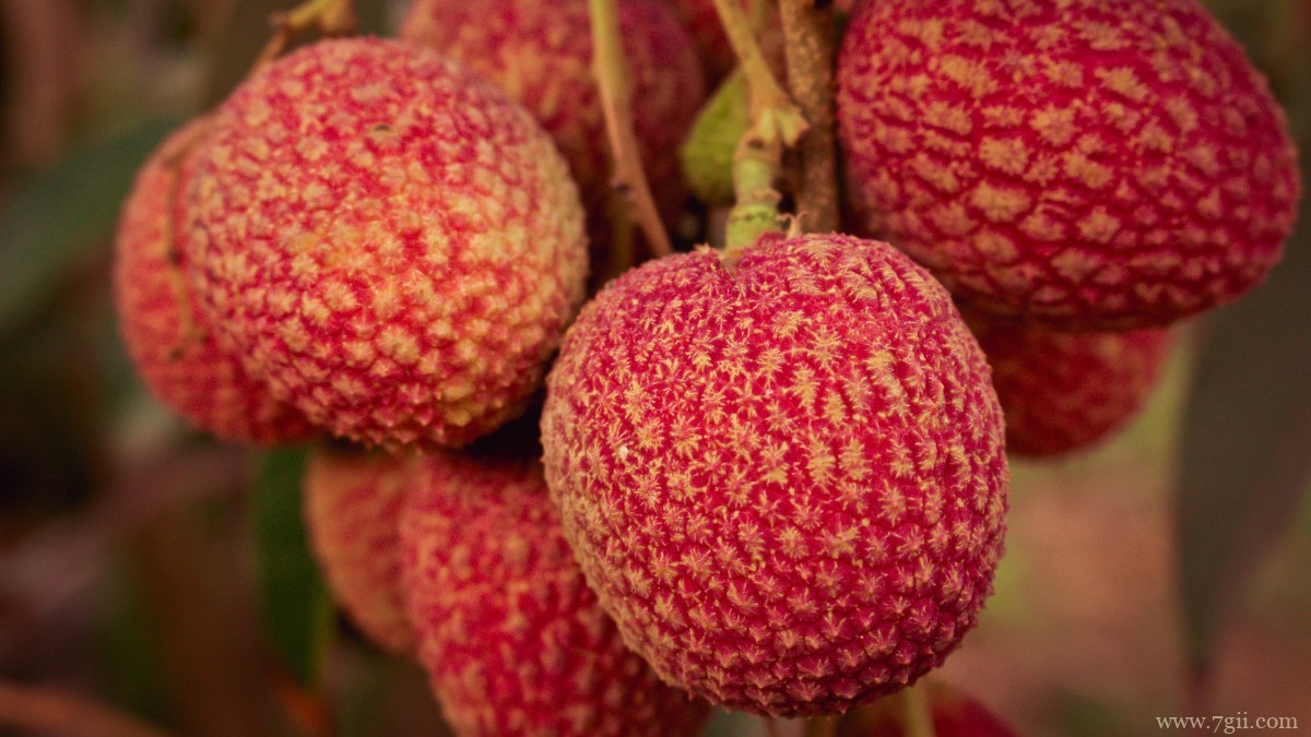 高清新鲜荔枝图片