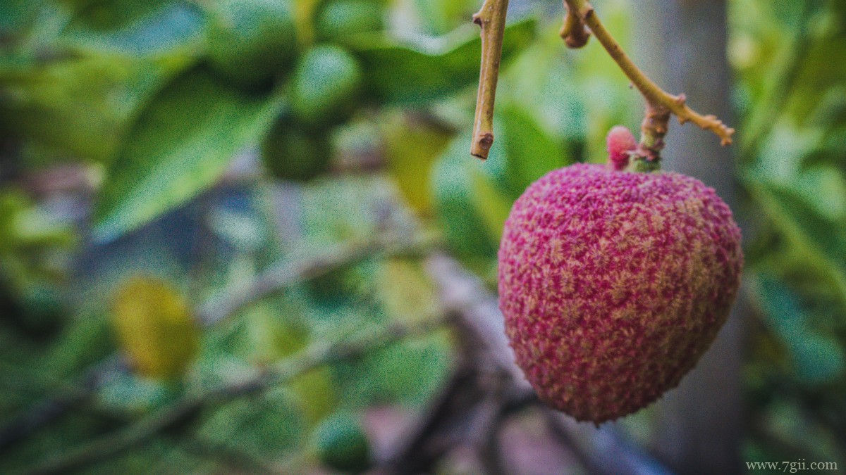 高清新鲜荔枝图片