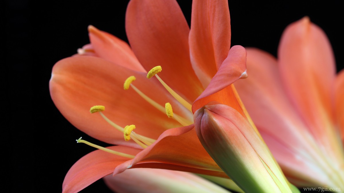 高清君子兰图片大图