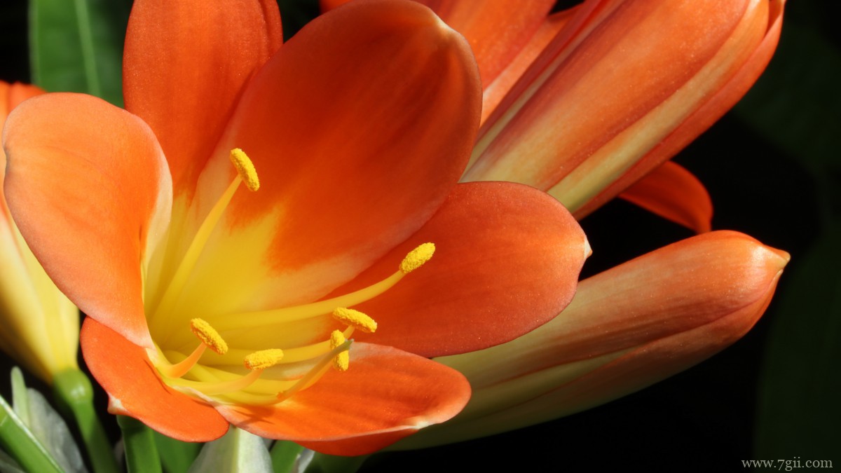 高清君子兰图片大图