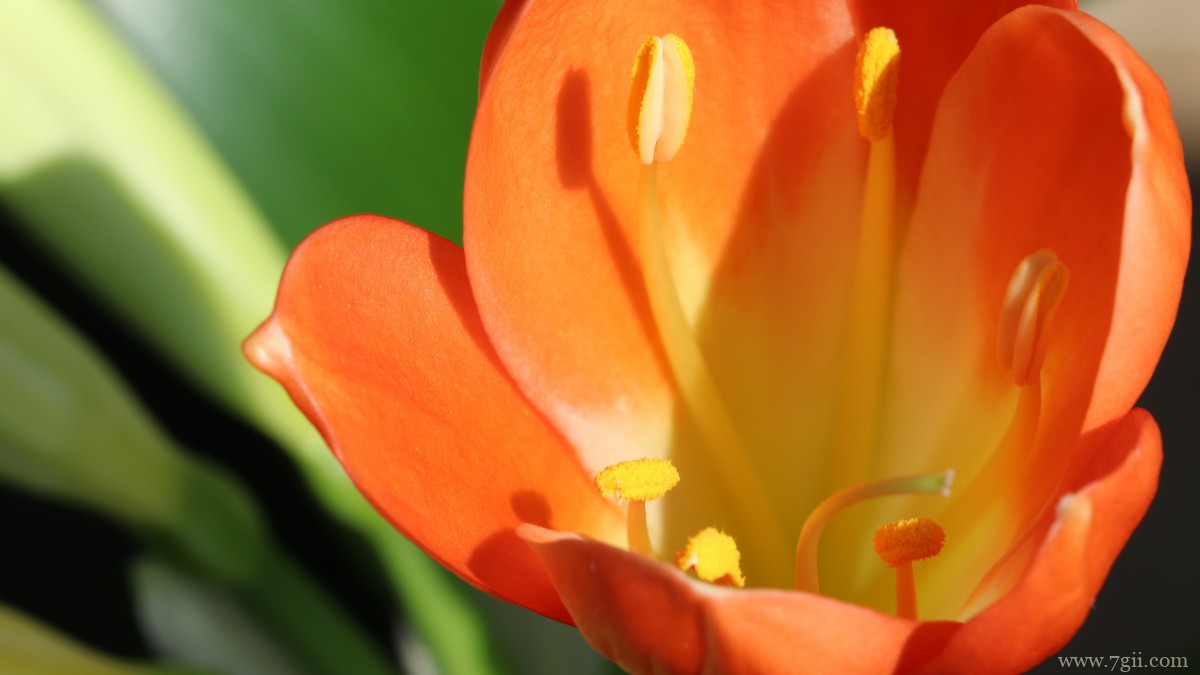 高清君子兰图片大图