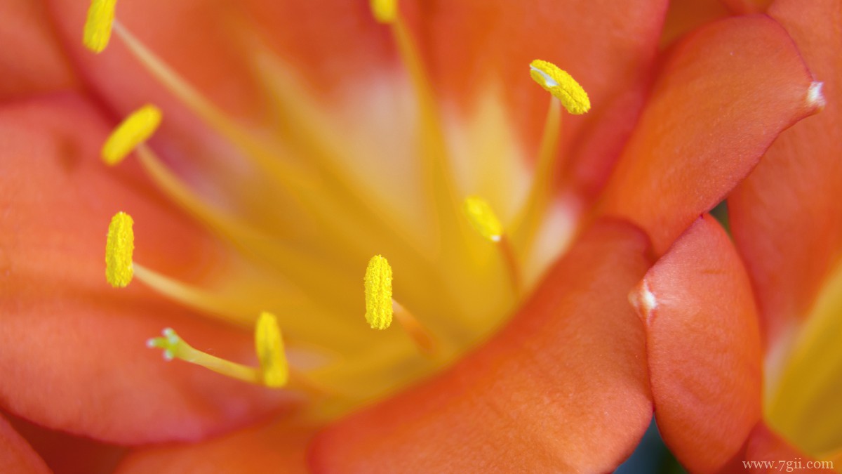 高清君子兰图片大图