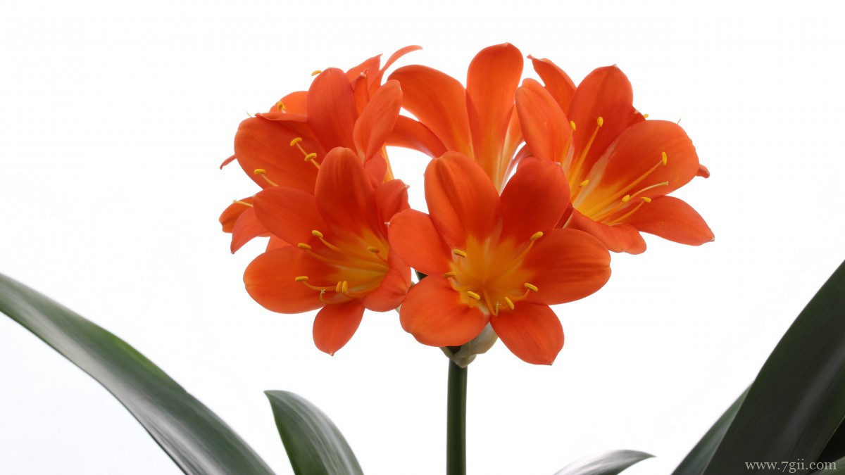 高清君子兰图片大图