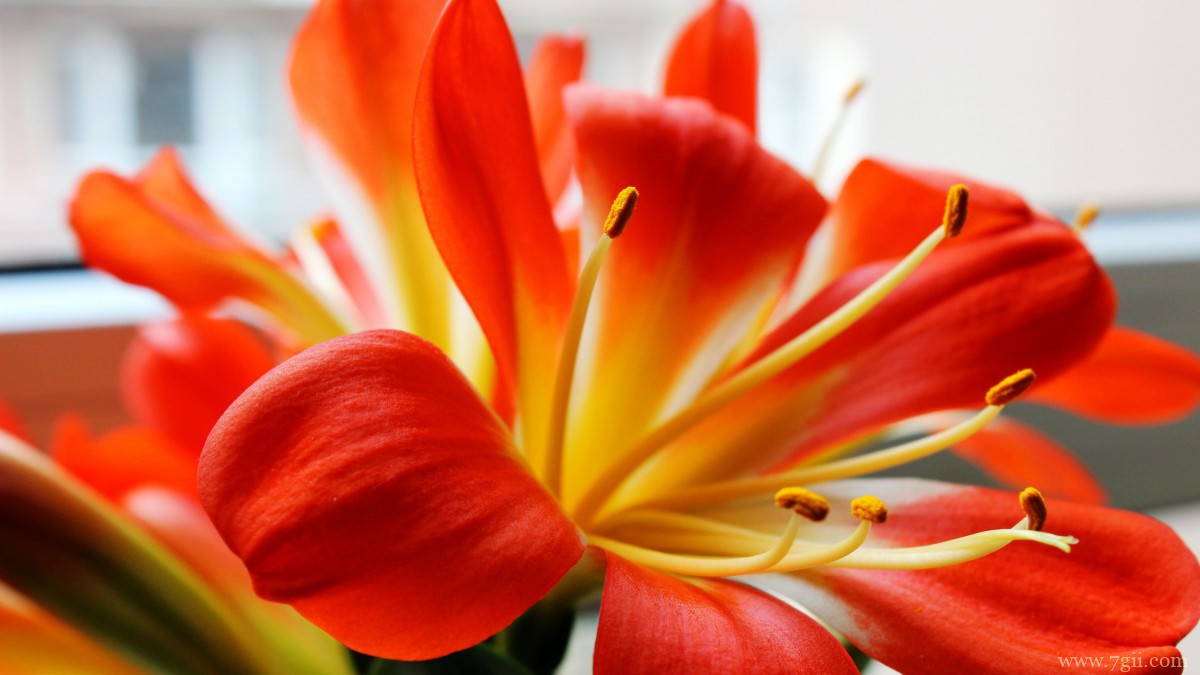 高清君子兰图片大图