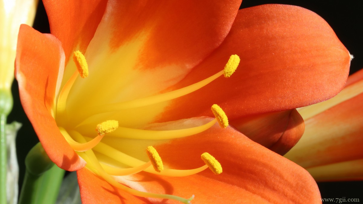 高清君子兰图片大图