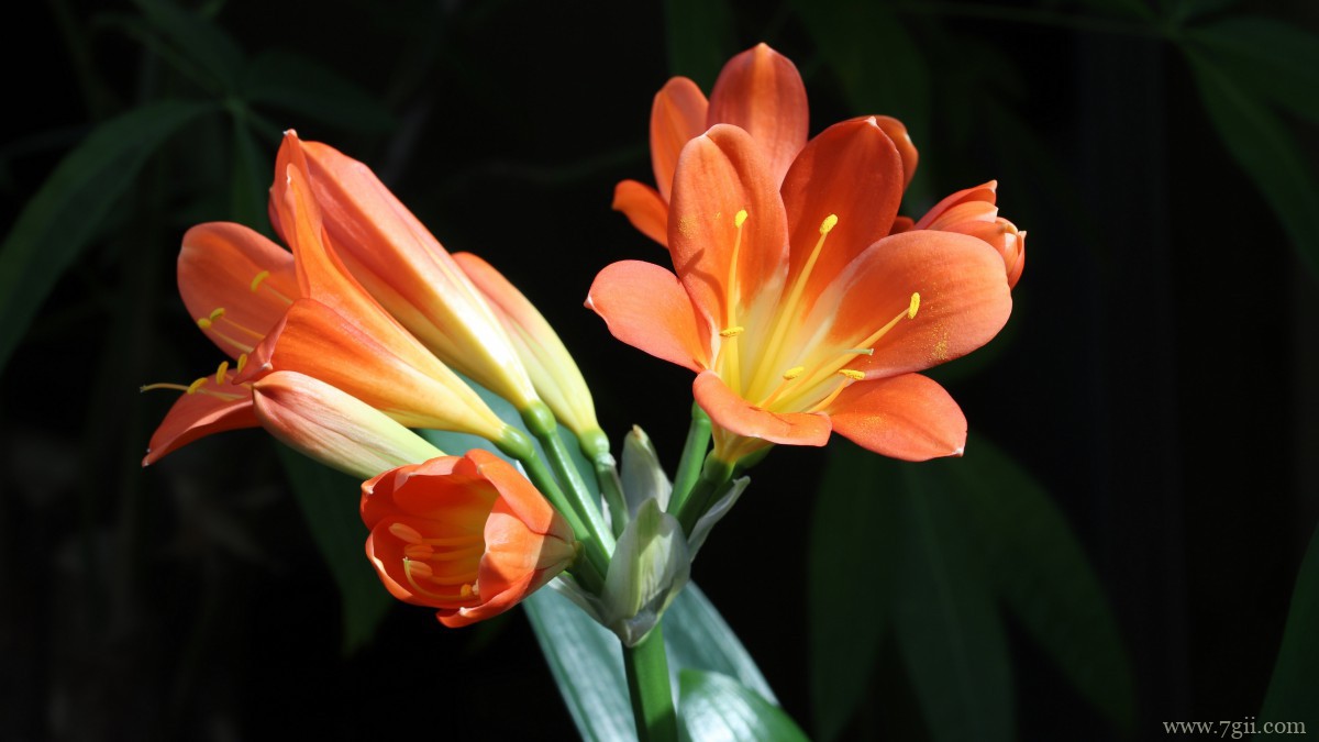 高清君子兰图片大图