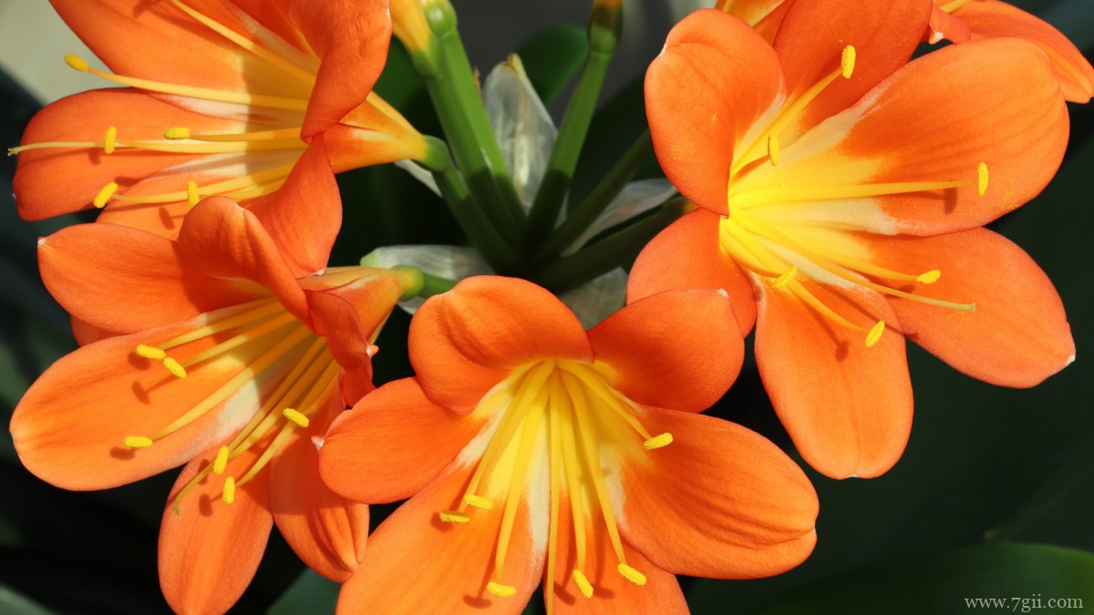 高清君子兰图片大图