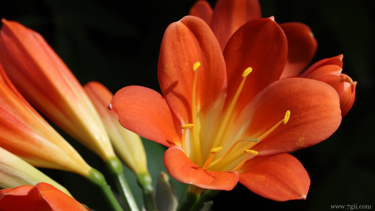 高清君子兰图片大图