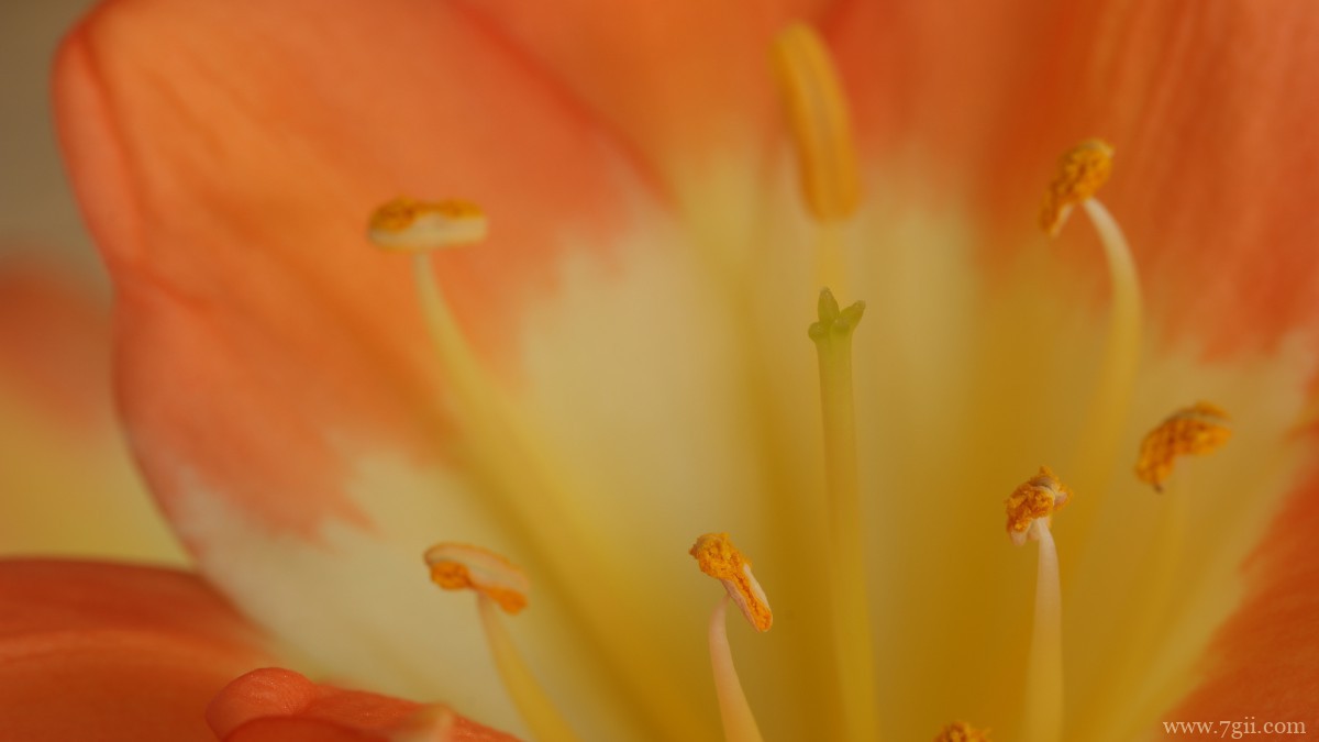 高清君子兰图片大图