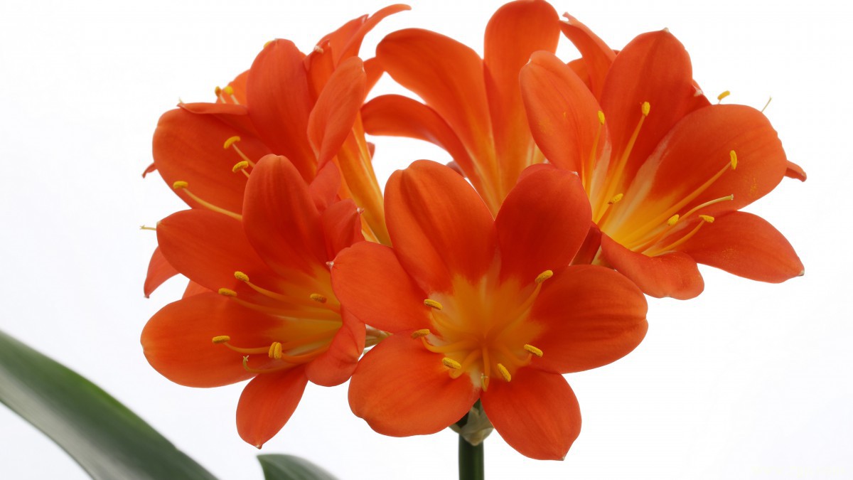 高清君子兰图片大图