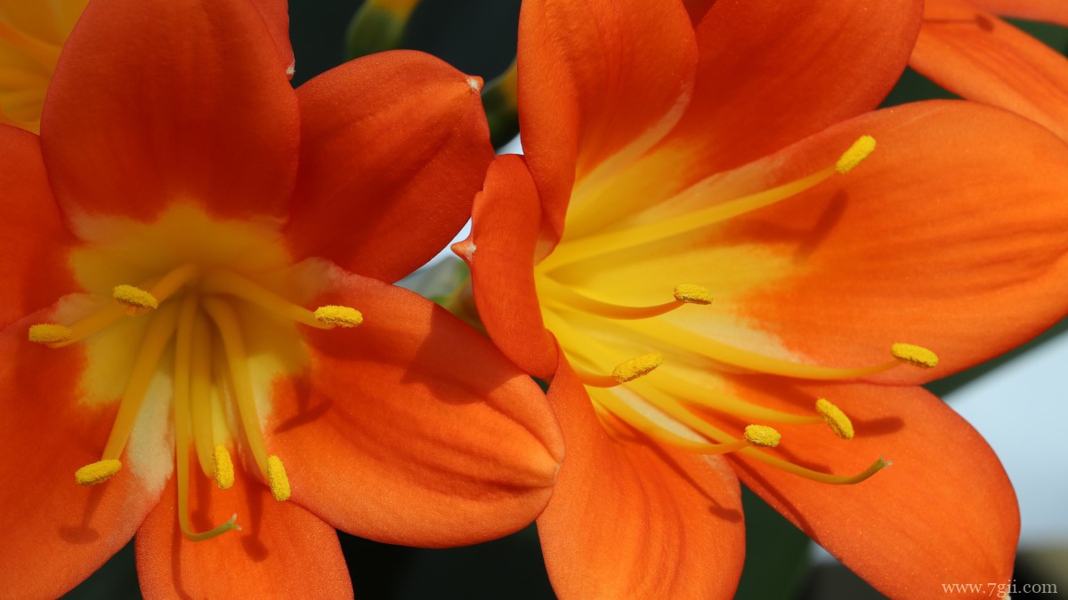 高清君子兰图片大图