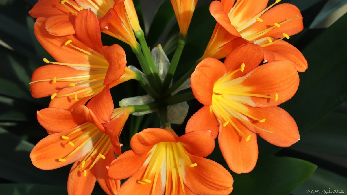 高清君子兰图片大图