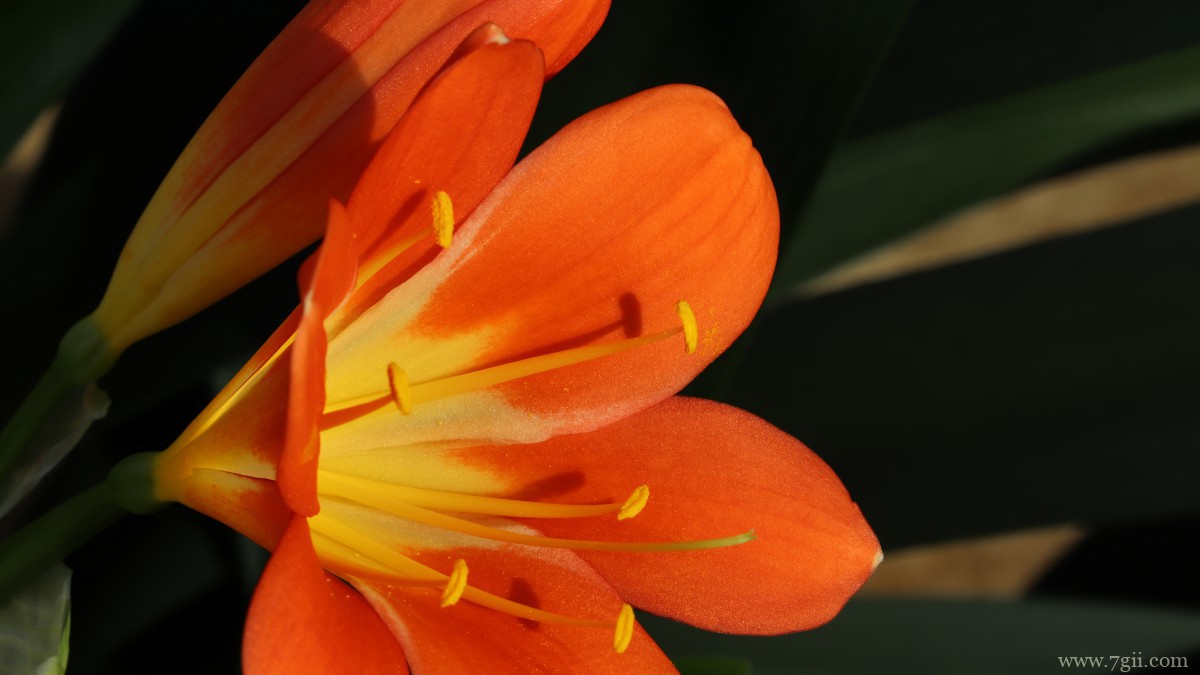 高清君子兰图片大图