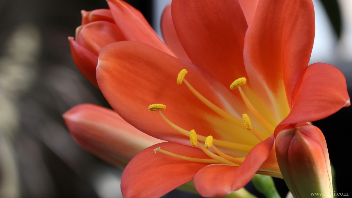 高清君子兰图片大图