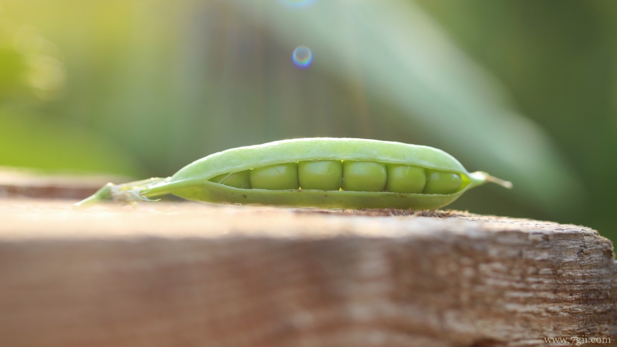 高清豌豆图片大全大图