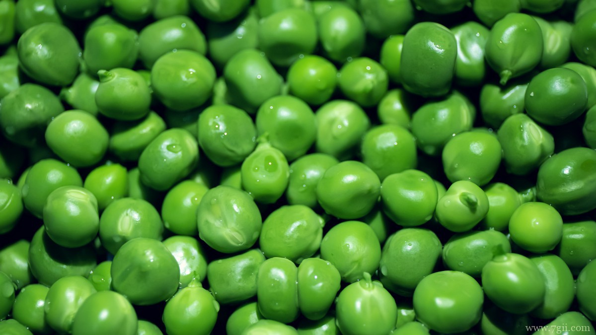 高清豌豆图片大全大图