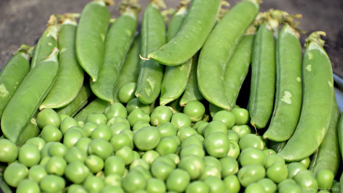 高清豌豆图片大全大图