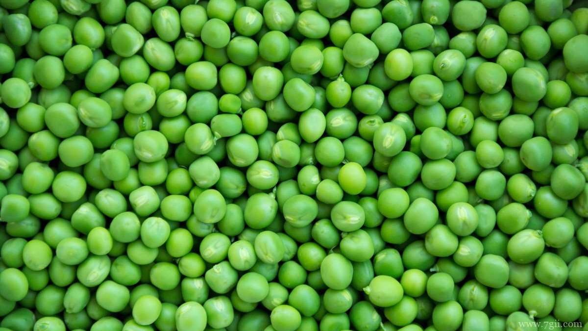 高清豌豆图片大全大图