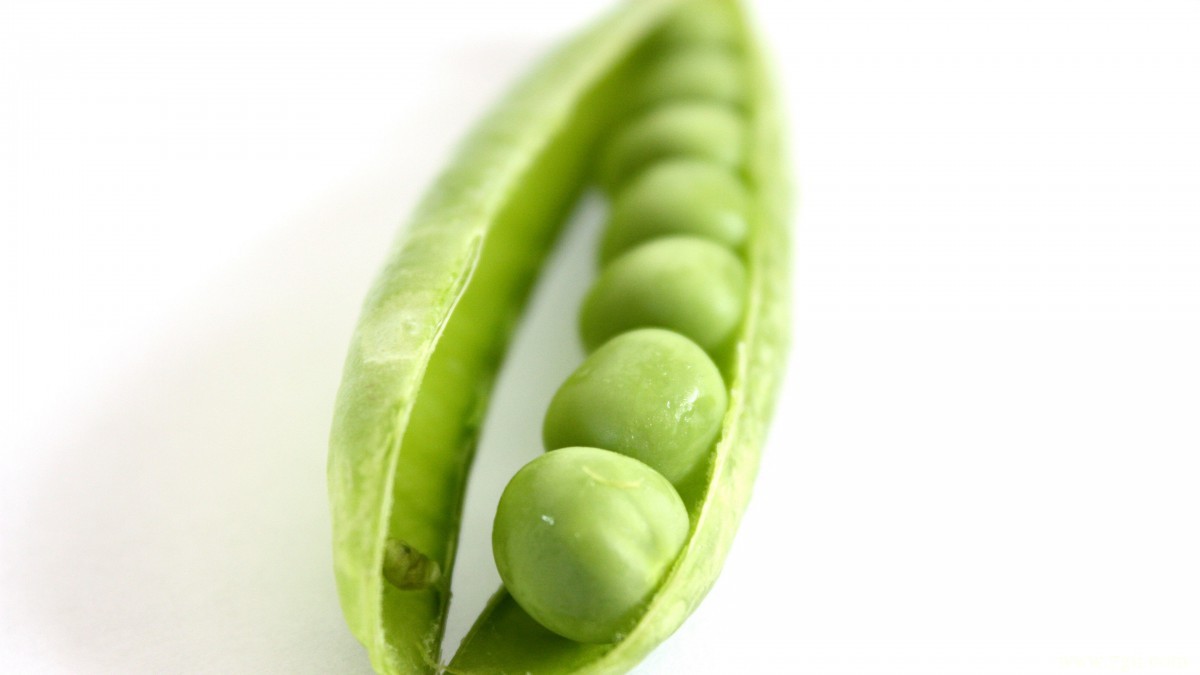 高清豌豆图片大全大图