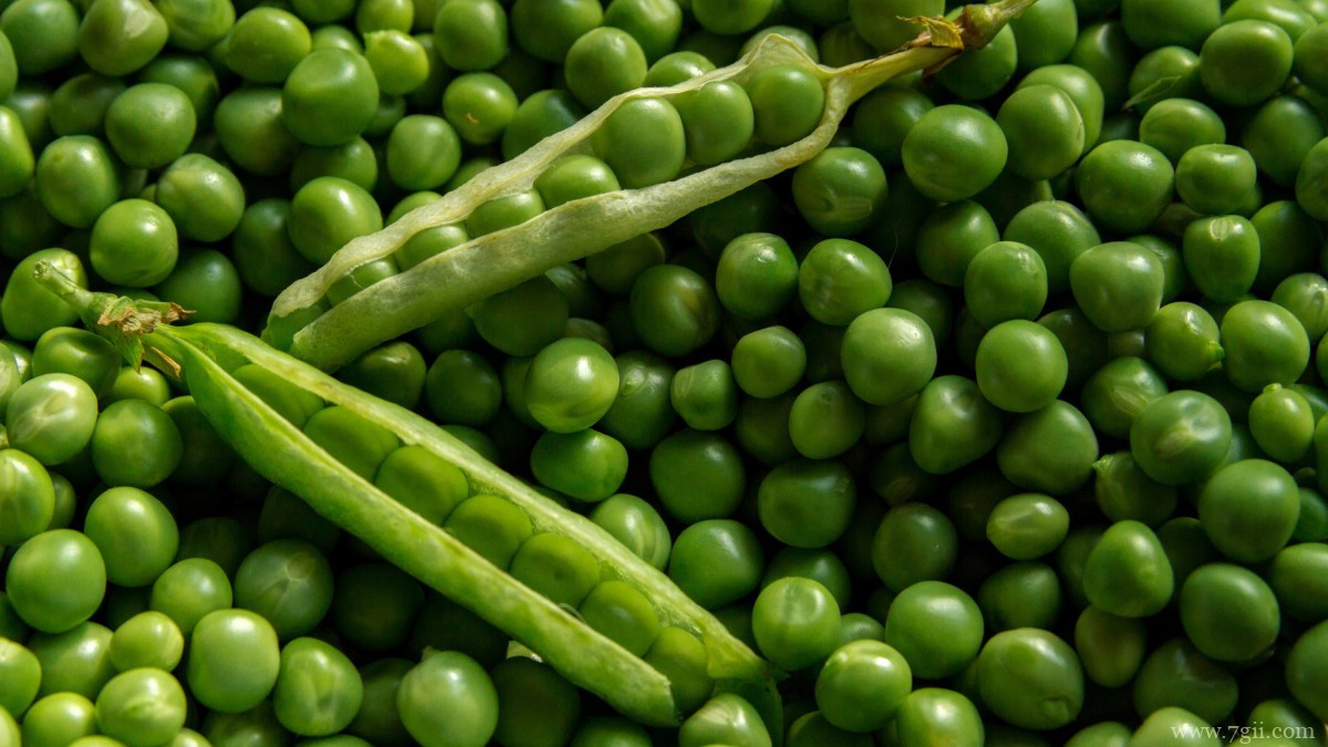 高清豌豆图片大全大图