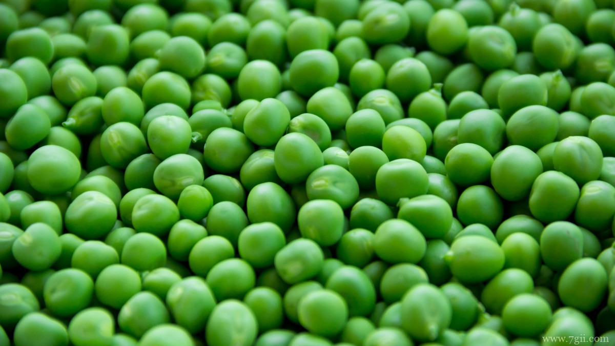 高清豌豆图片大全大图