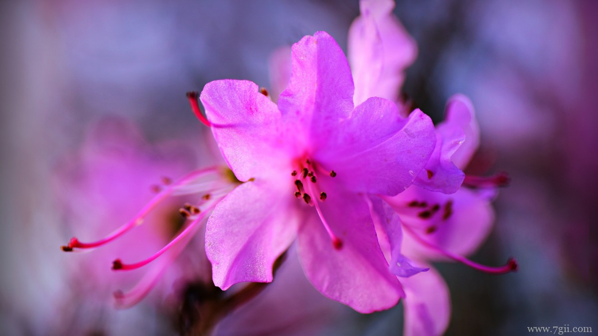 高清映山红图片