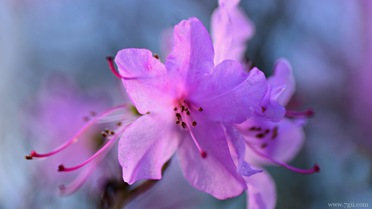 高清映山红图片