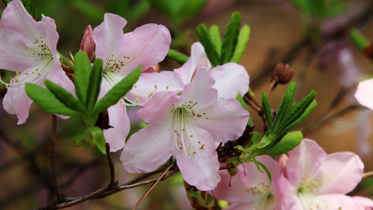 高清映山红图片