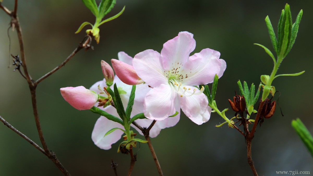 高清映山红图片