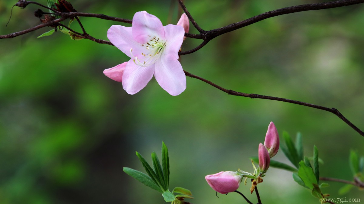 高清映山红图片
