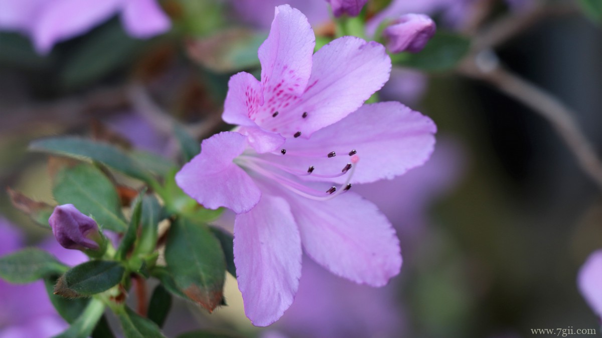 高清映山红图片
