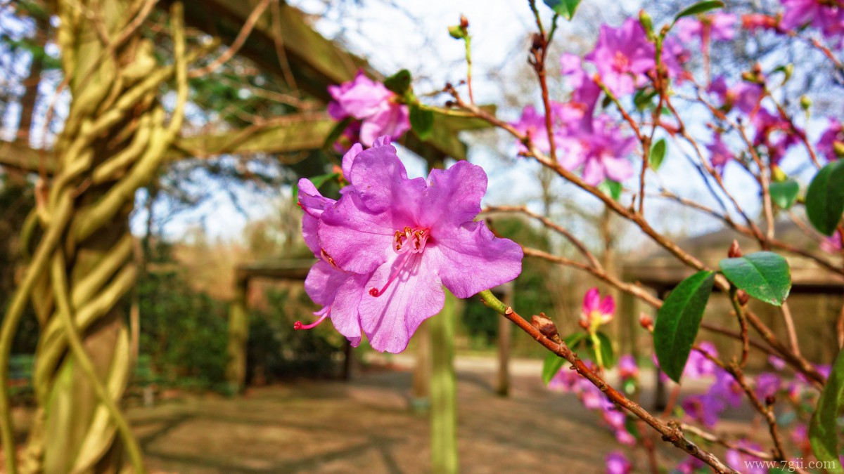 高清映山红图片