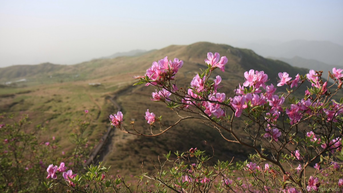 高清映山红图片