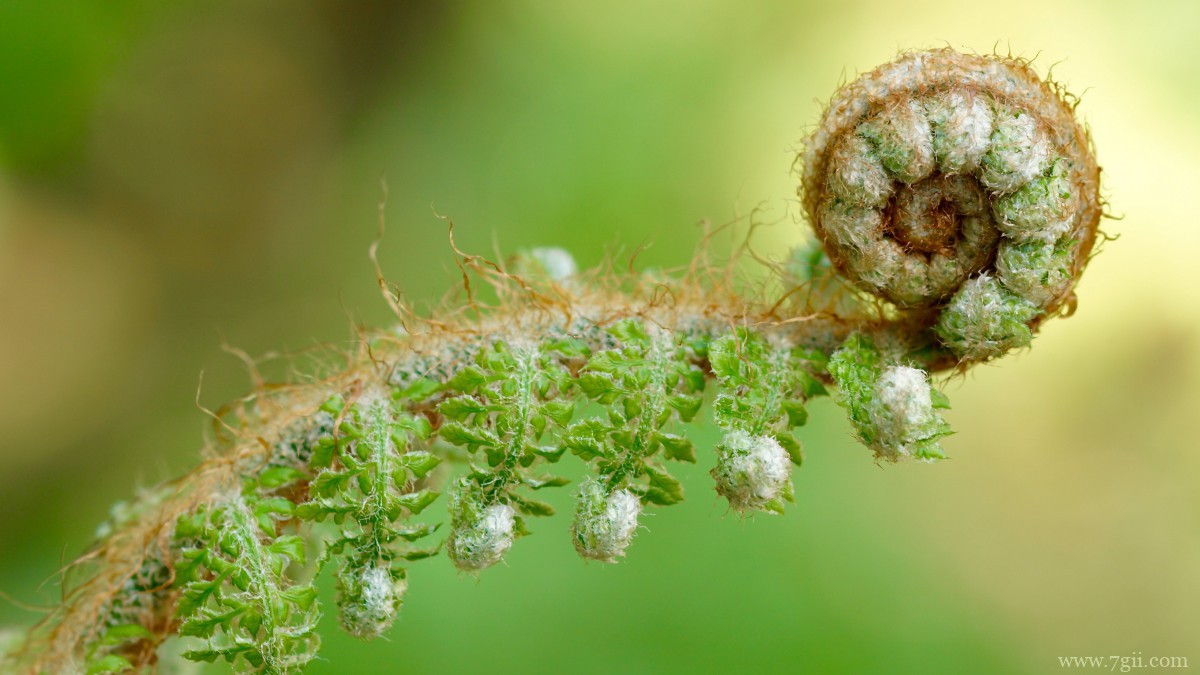 高清蕨菜嫩芽图片