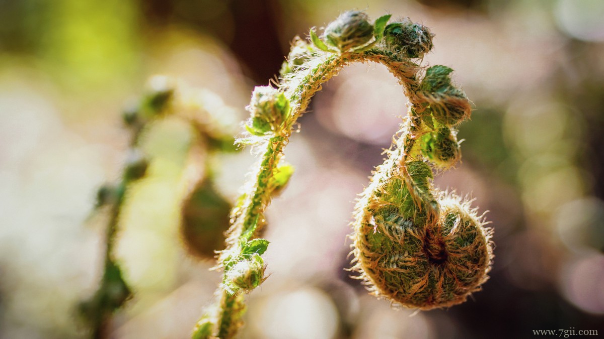 高清蕨菜嫩芽图片