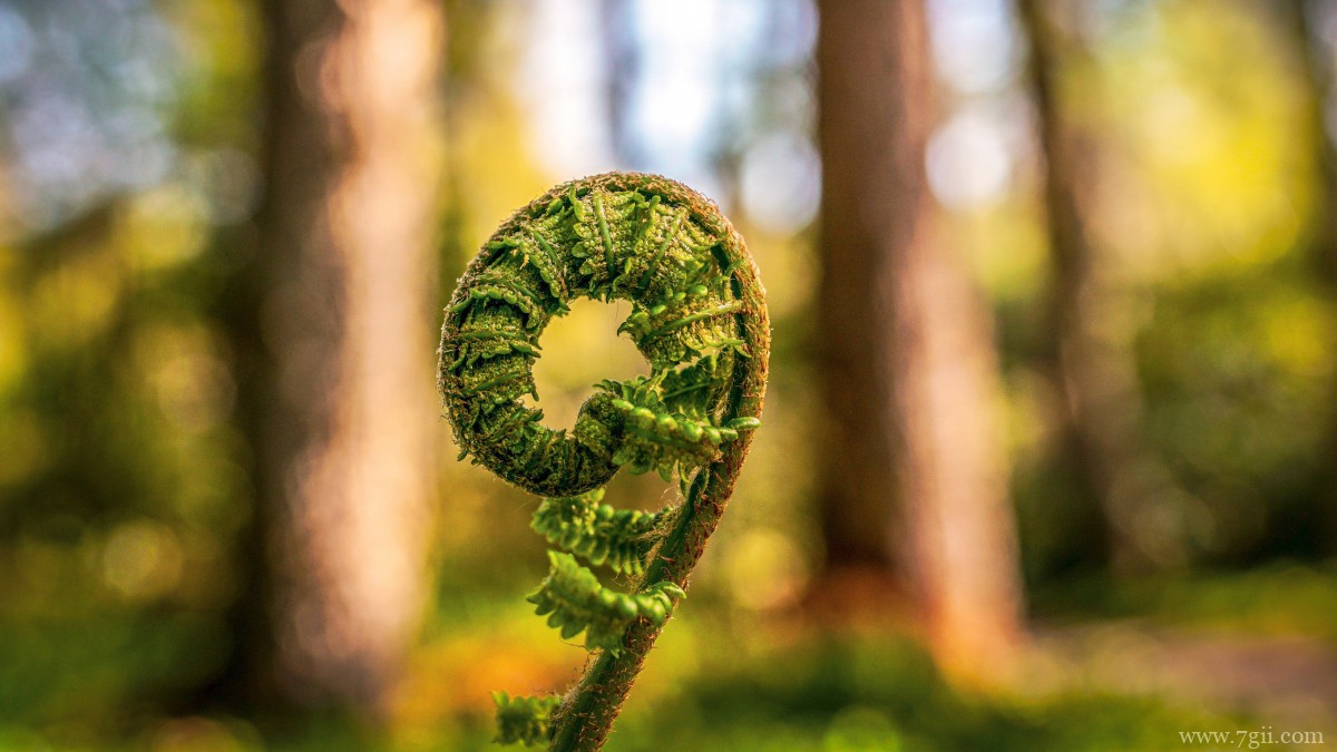 高清蕨菜嫩芽图片