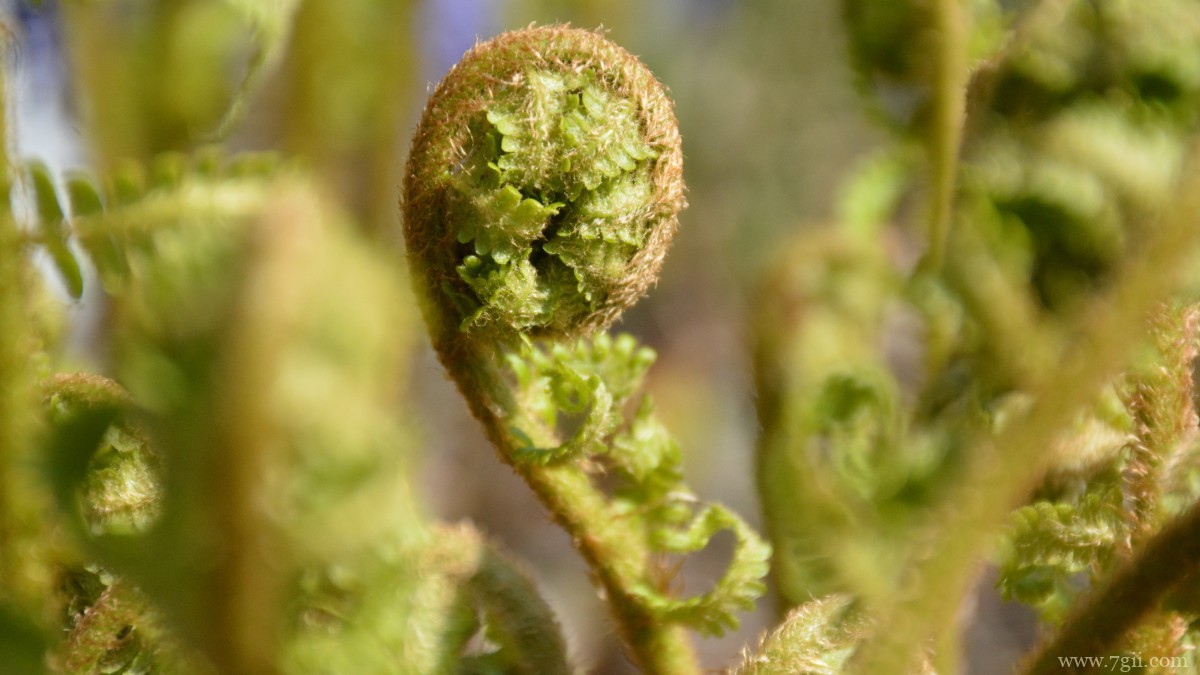 高清蕨菜嫩芽图片