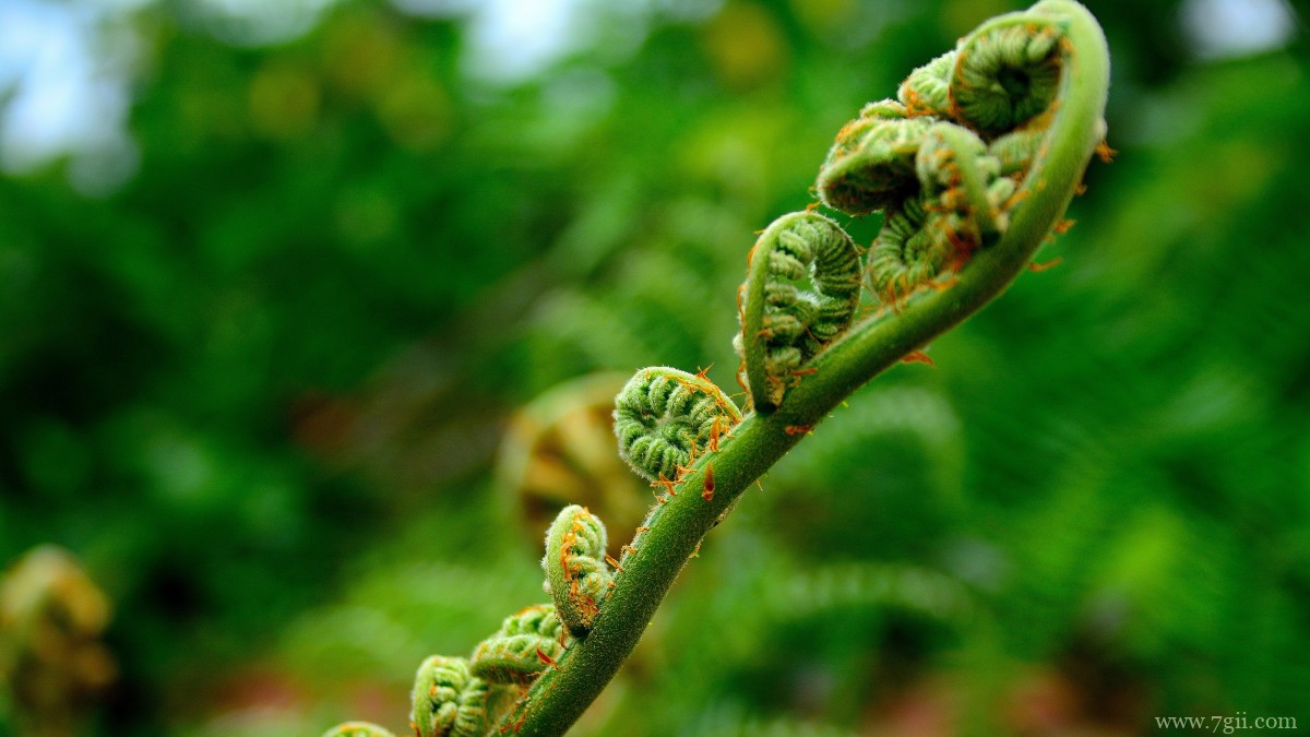高清蕨菜嫩芽图片