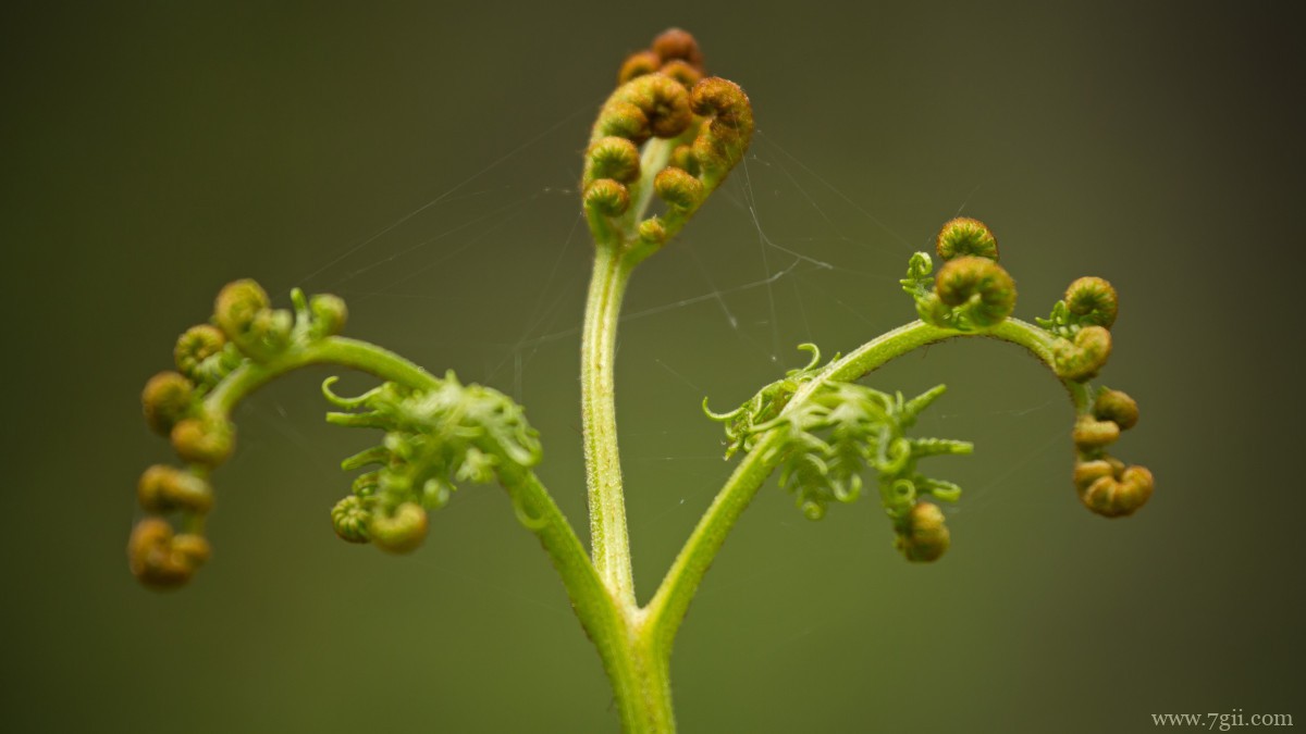 高清蕨菜嫩芽图片