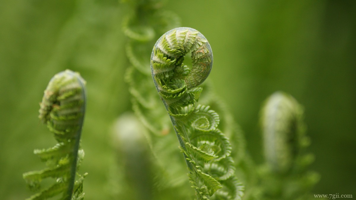高清蕨菜嫩芽图片