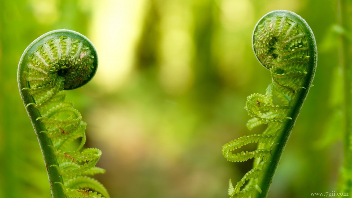 高清蕨菜嫩芽图片