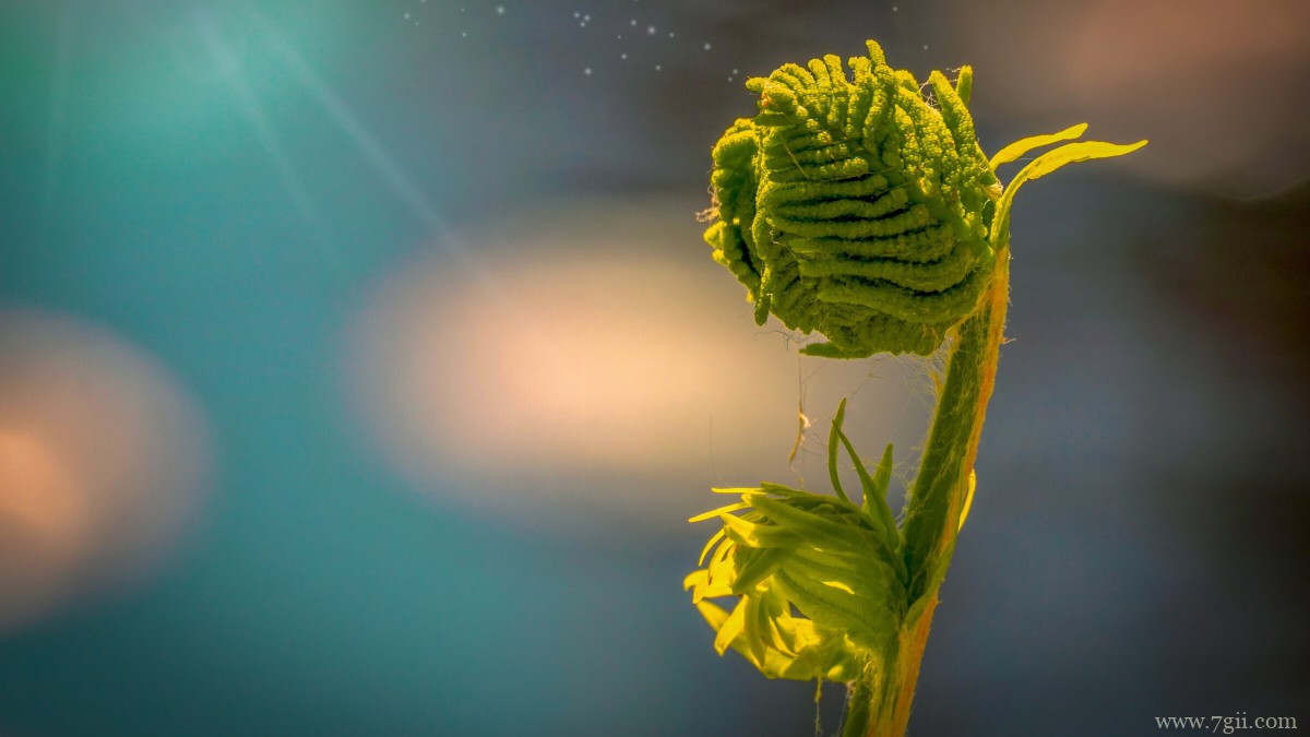 高清蕨菜嫩芽图片