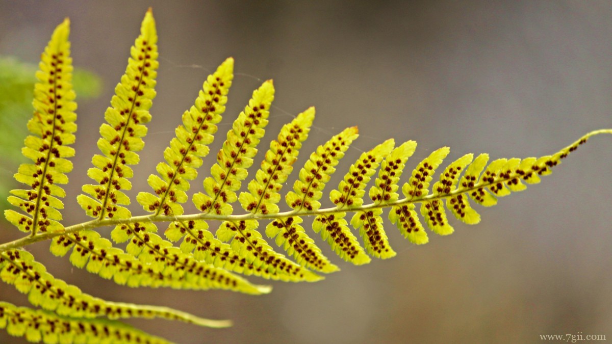 绿色植物蕨菜图片