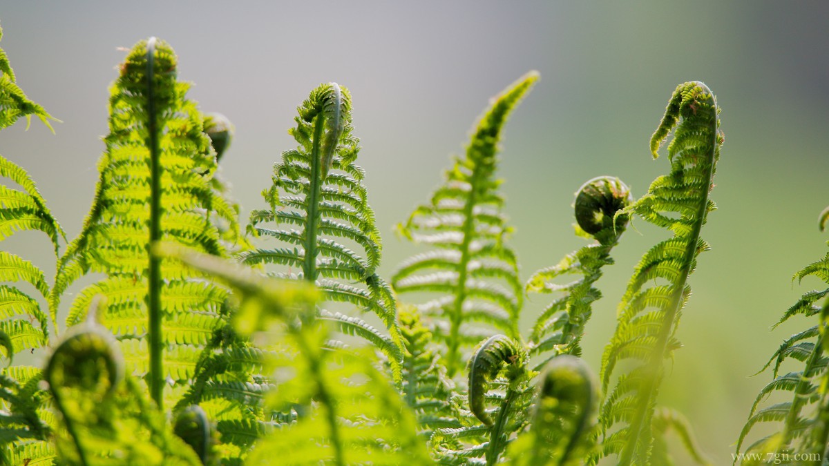 绿色植物蕨菜图片