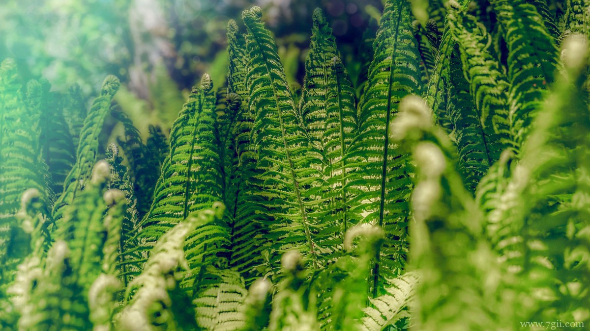 绿色植物蕨菜图片