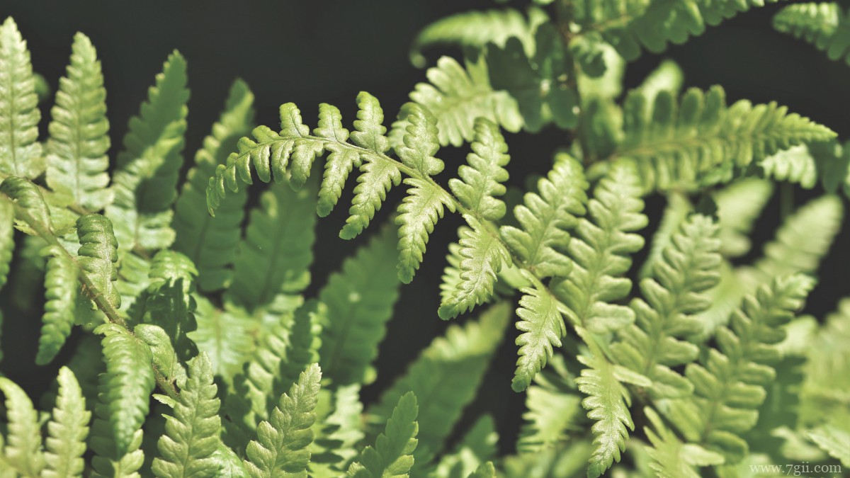 绿色植物蕨菜图片