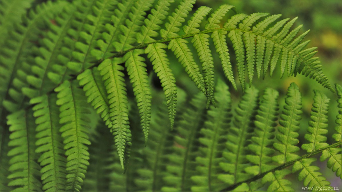 绿色植物蕨菜图片