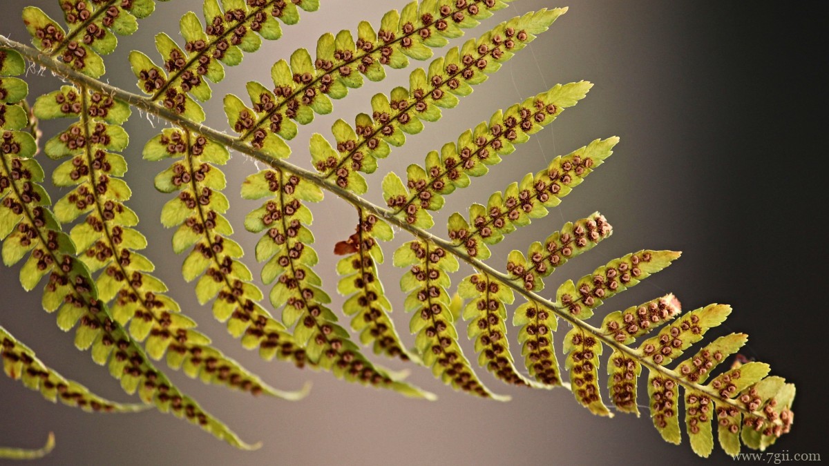 绿色植物蕨菜图片