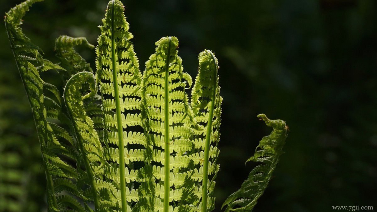 绿色植物蕨菜图片